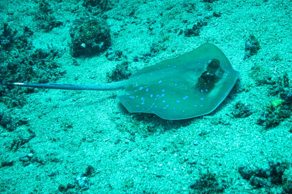 Coral Cove encounter 15