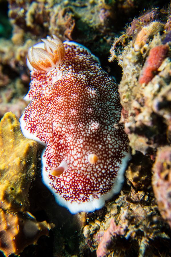 Coral Cove encounter 16