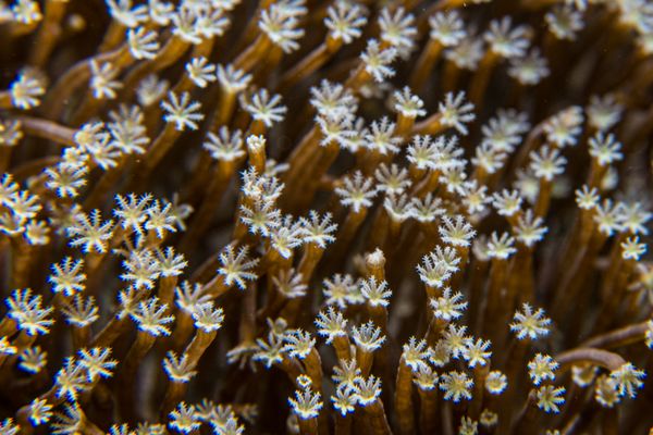 Coral Cove encounter 17