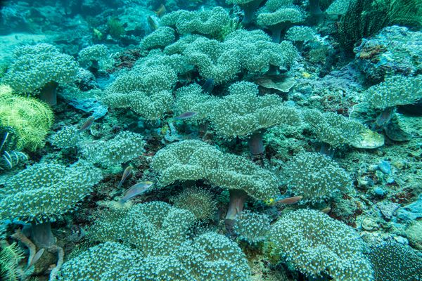 Coral Cove encounter 18