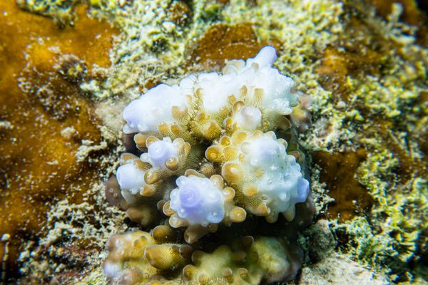 Coral Cove encounter 19
