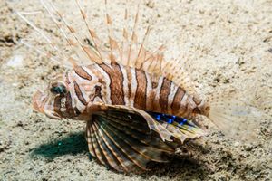 Gurnard Lionfish