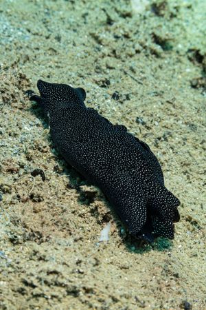 Mole Cowrie