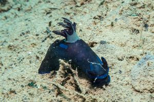 Gloomy Nudibranch