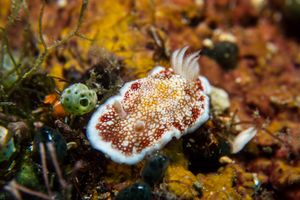 Pink-mouth Egg Cowry