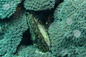 Black-lip Pearl Shell