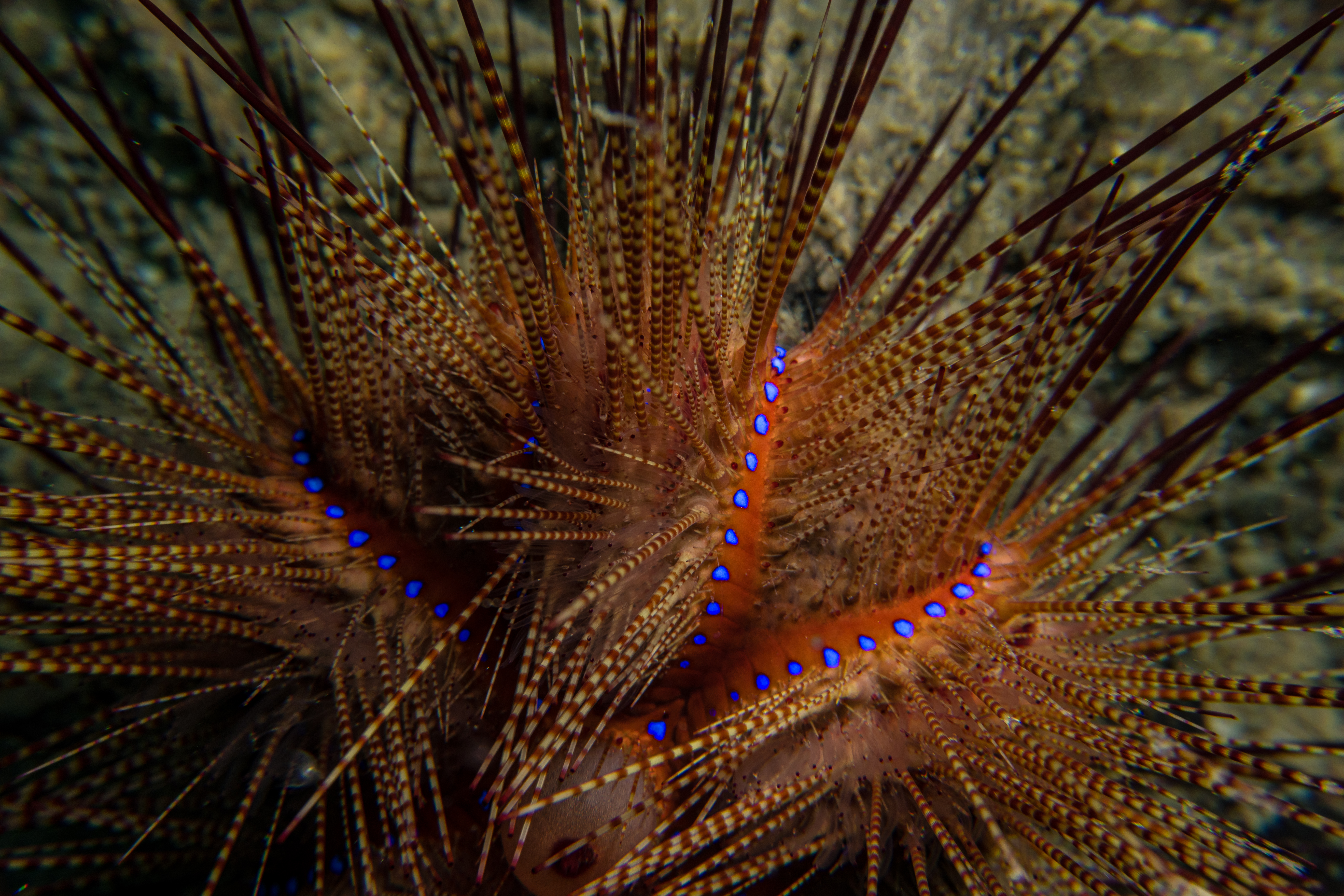 IMG_0617.jpg