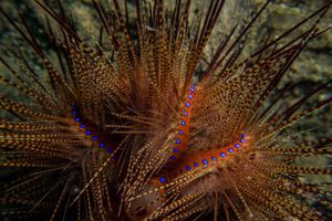 Blue-spotted Urchin
