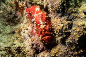Abantennarius