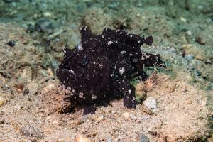 Striate Anglerfish