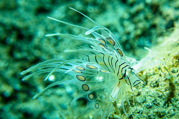 Central encounter 57