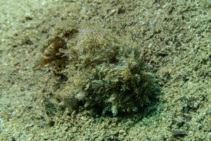 Striate Anglerfish