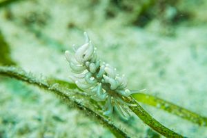 Yellow-tipped Phyllodesmium