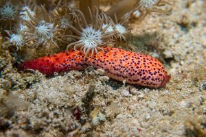 Luzon Sea Star