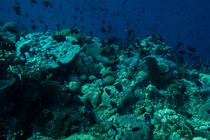 Redtooth Triggerfish