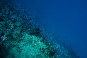 Redtooth Triggerfish