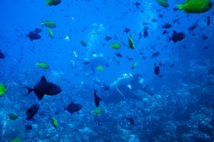 Redtooth Triggerfish