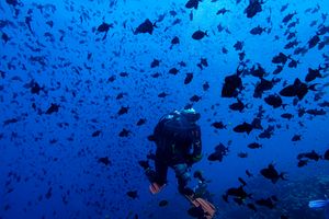 Redtooth Triggerfish