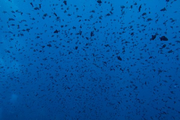 The Pinnacles encounter 9