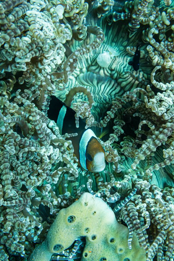 The Pinnacles encounter 11