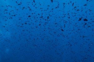 Redtooth Triggerfish