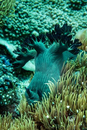 Miller's Nembrotha