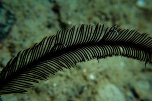 Spinose Feather Star