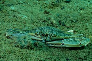 Sand Crab