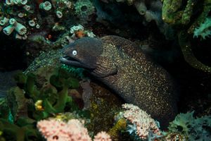 White-eyed Moray