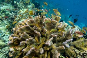 Antler Coral