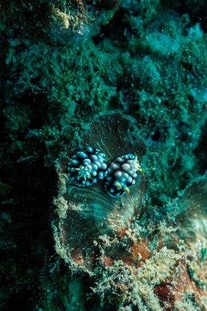 Geometric Goniobranchus