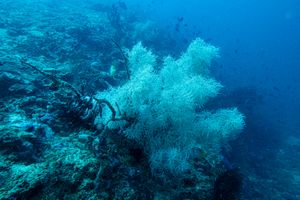 Cherry Blossom Coral