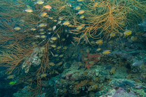 Bushy sea whips