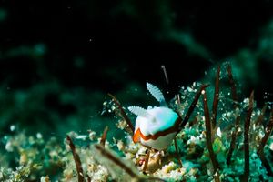 Goniobranchus albonares