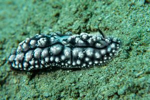 Phyllidiopsis fissurata