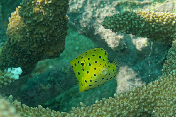 Giant Clams encounter 38