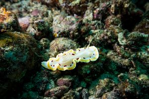Gem Sea Slug
