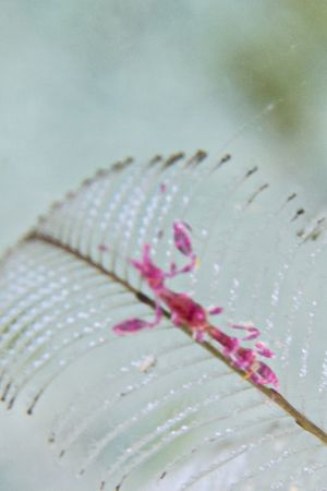 Japanese Skeleton Shrimp