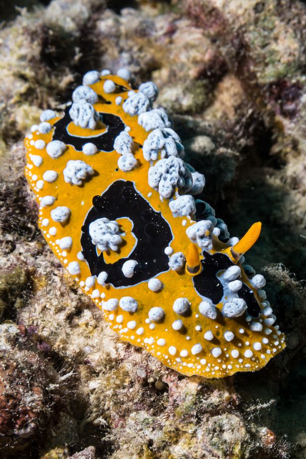 Tawali Resort Main Wharf encounter 12