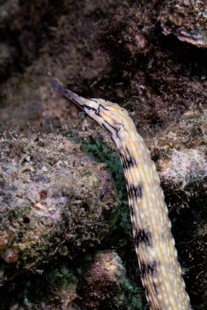Reeftop Pipefish