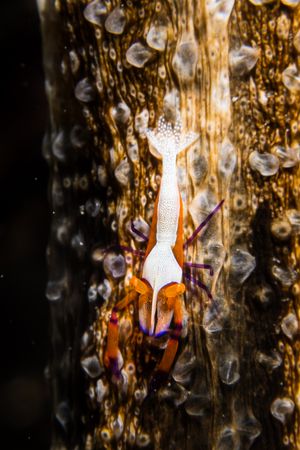 Emperor Shrimp