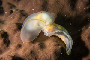 Chelidonura electra