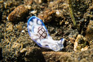Wavy Bubble Snail