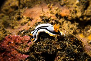 Anna's Chromodoris