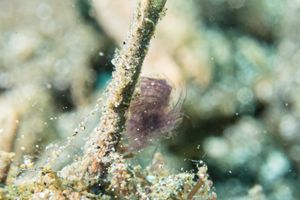 Algae Shrimp