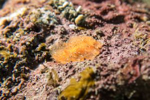 Glandular Dorid