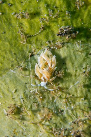 White-crusted Aeolid
