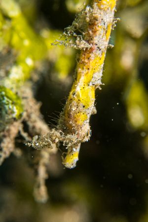 Shortpouch Pygmy Pipehorse