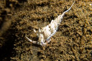 Cerberilla