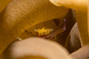 Mushroom Coral Shrimp